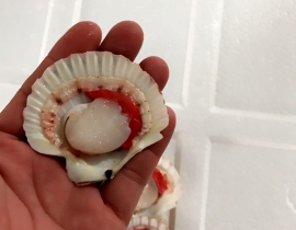 SÒ ĐIỆP NŨA MẢNH - BAO TRẮNG